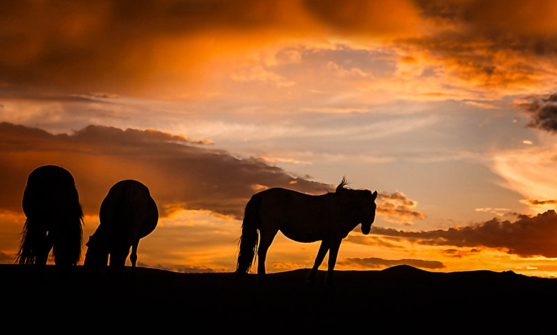 mongolia horse photos 